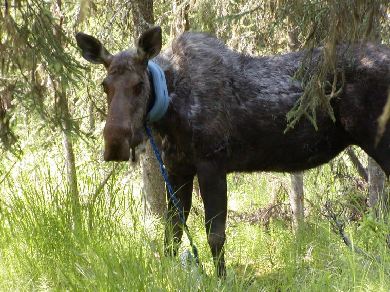Image: Moose with swing seat around its neck