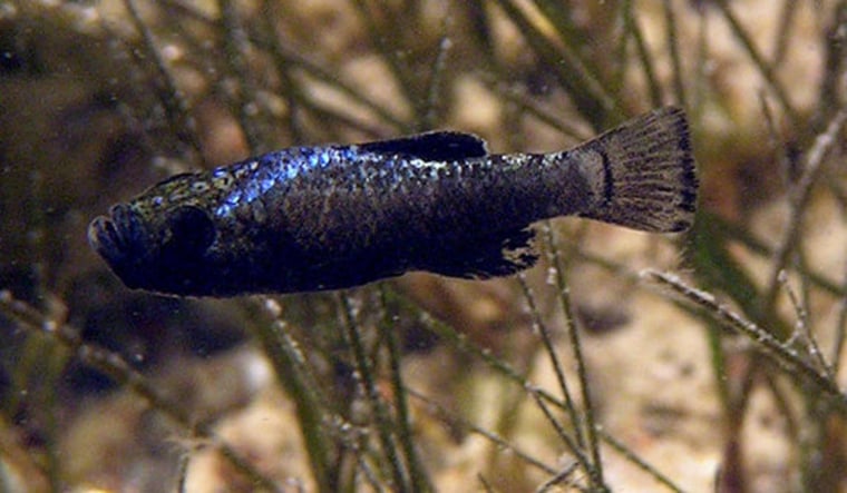 Pupfish from San Salvador island are the only species known to eat scales from other fish.