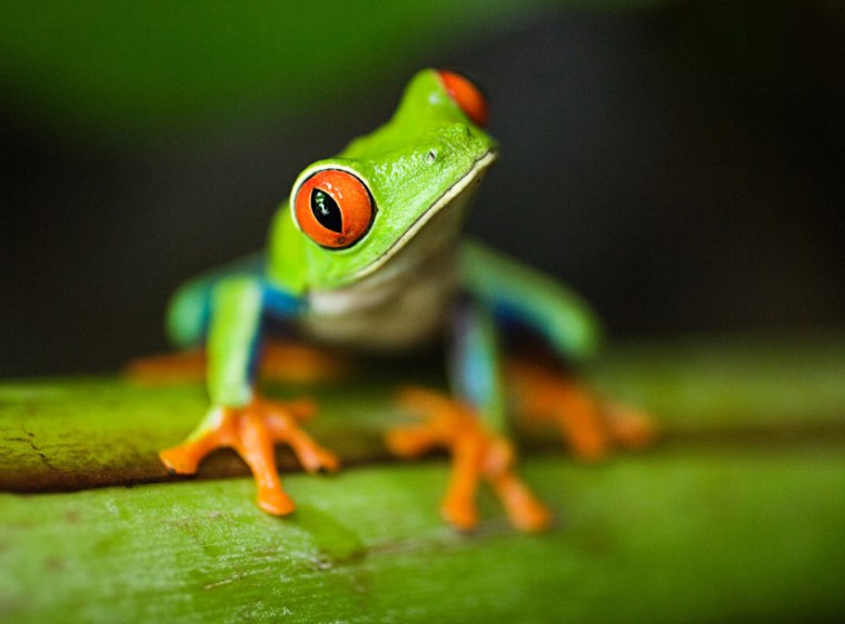Image: close-up photo of little green frog