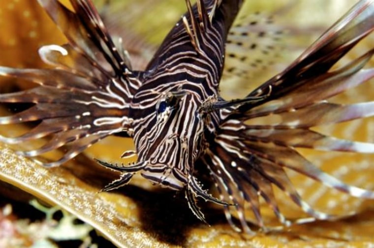 Face of a killer: a lionfish. Beautiful yet deadly, the fish are eating everything in sight and destroying marine ecosystems all over the western Atlantic.