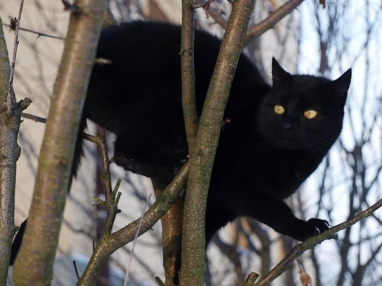 Why keep a black cat out of your path? Most likely, this superstition arises from old beliefs in witches and their animal familiars, which were often said to take the form of domestic animals like cats. 