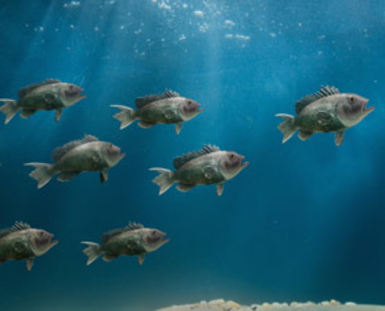 Long-term sounds from many sources, such as from shipping and fishing boats and recreational boats, or offshore wind farms, aquaculture and construction work, can stress out fish, such as these black sea bass.