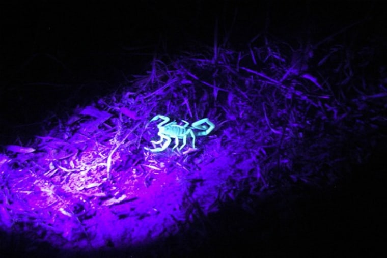 As if scorpions weren't frightening enough, when illuminated by ultraviolet rays from a black light, the armored arachnids glow an unnatural neon blue.
