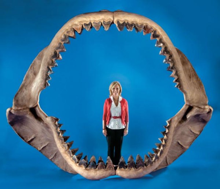 Plenty of standing room: Carcharocles megalodon was the largest shark that ever lived on Earth. The jaw measures 9 feet tall and 11 feet across.