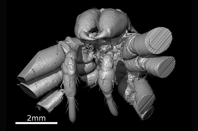 This X-ray computed tomography scan shows a fossil Huntsman spider, Eusprassus crassipes, preserved in amber.