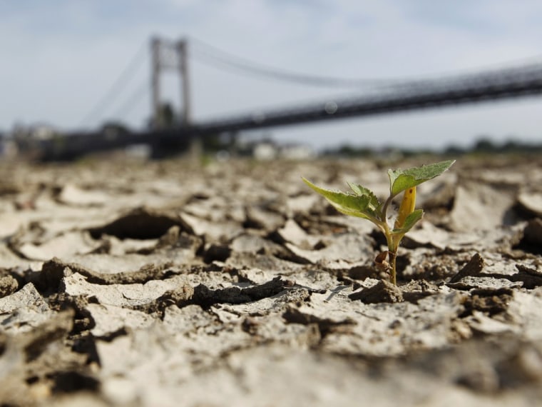 Image: A plant sprout is seen is the cracked and dry earth is seen in the wide riverbed of the Loire River near the Anjou-Bretagne bridge in Ancenis, western France,