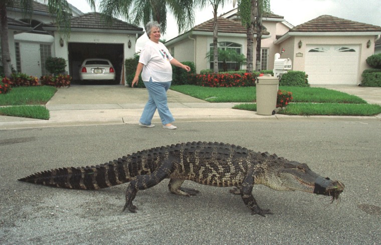 Image:  A resident of a gated community in West Palm Beach, FL, watches an alligator