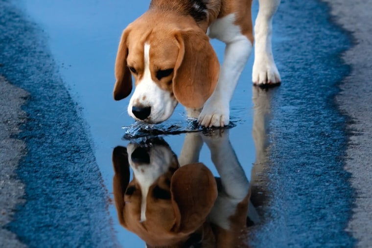 Photo: A beagle drinks water from a puddle.