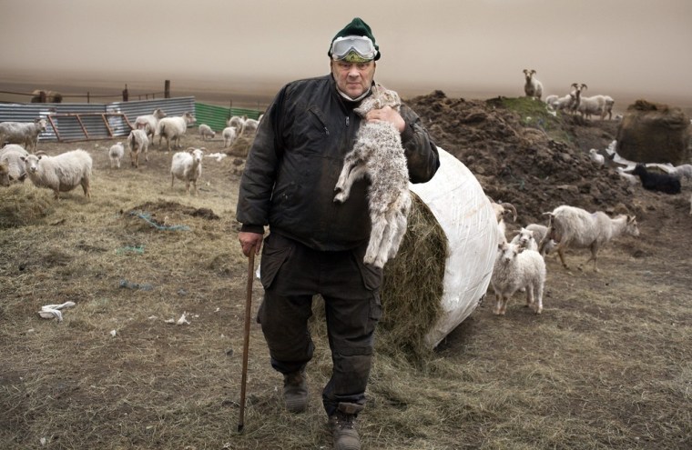 Image: Icelandic farmer coping with volcanic ash