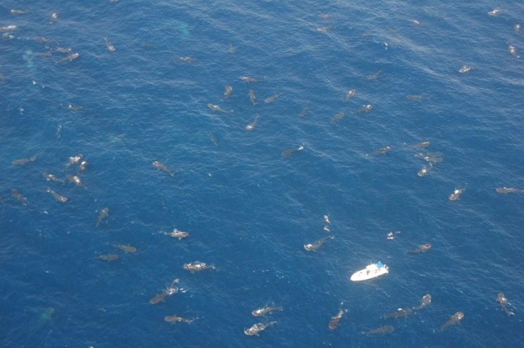 An aerial photo of the mass of whale sharks taken in the summer of 2009.