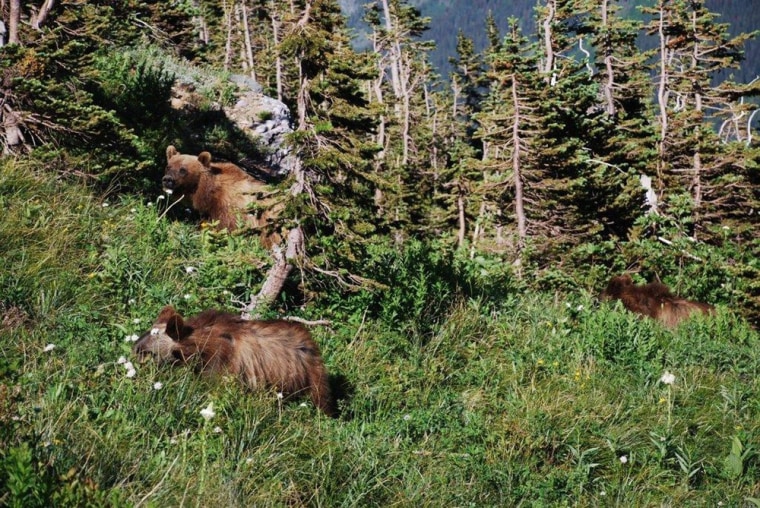 Image: Grizzly bears in Montana