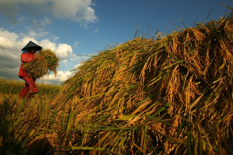 Image: A worker carries a bundle of rice stalks at a rice field at Gowa district in Indonesia's South Sulawesi province