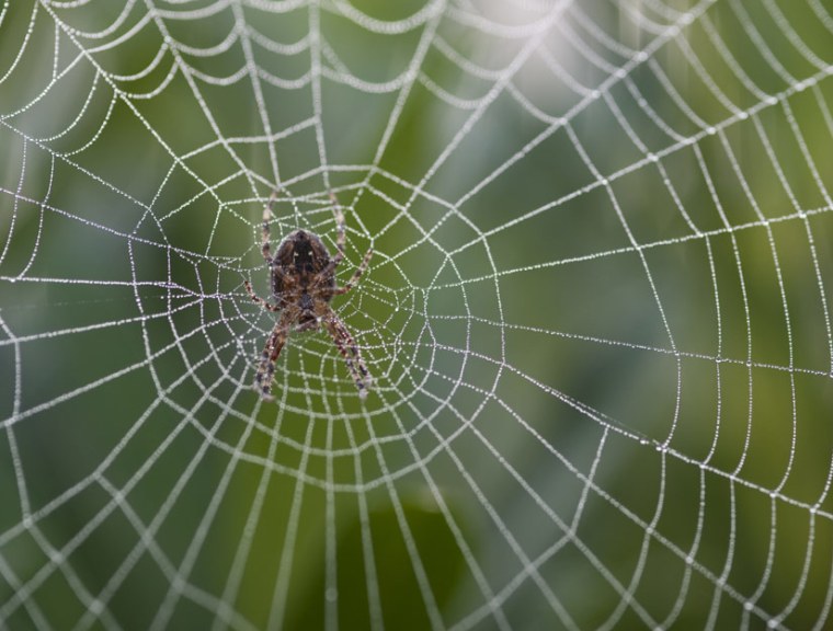 An orb spider on its web at sunrise in Washington state. Research shows human activity places these insects at risk.