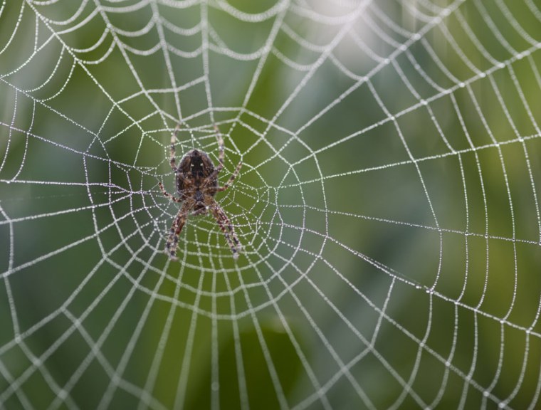 Spider that uses its web to expand its hearing capabilities (Update)