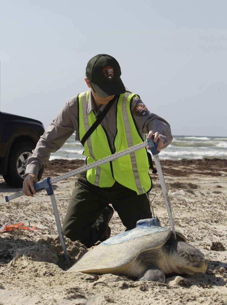 Image: Donna Shaver, chief of the Division of Sea Turtle Science and Recovery at Padre Island National Seashore National Park in south Texas measures a nesting Kemps ridley sea turtle