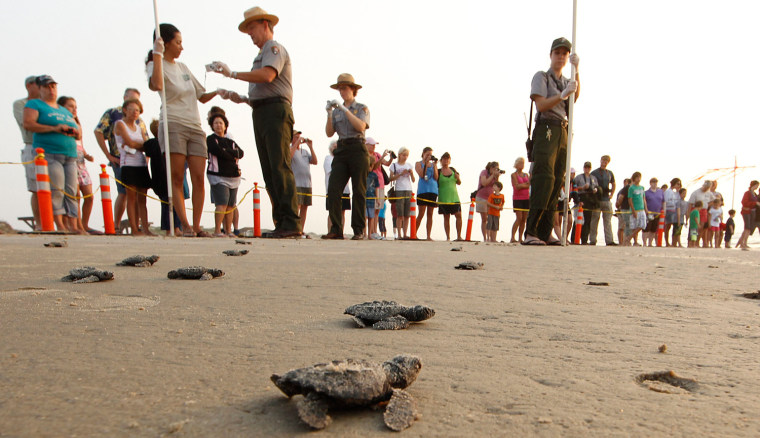 Image: Some of the 44 Kemp’s ridley hatchling make there way past spectators as they head to the waters of the Gulf of Mexico during an early morning release at the Padre Island National seashore near Padre Island, Texas