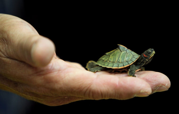 Can You Take a Turtle on an Airplane  