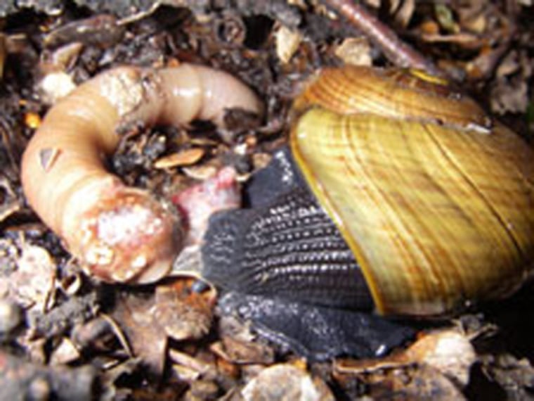 Image: Fist-sized hermaphrodite snails are on the rise in New Zealand, according to a recent wildlife conservation survey.