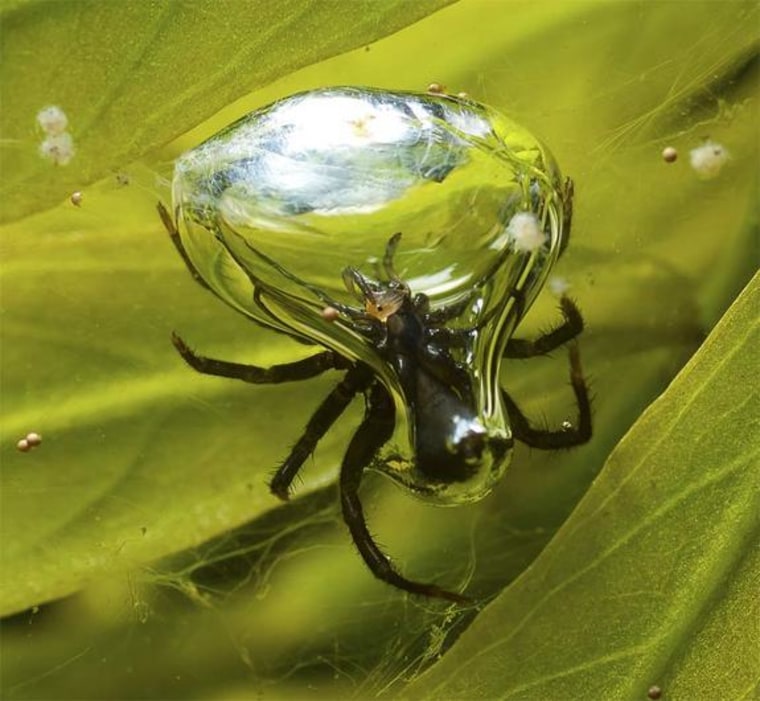 A diving bell spider has snagged a water flea and is consuming the prey inside the air-bubble chamber. The scuba divers can stay submerged much longer than thought.