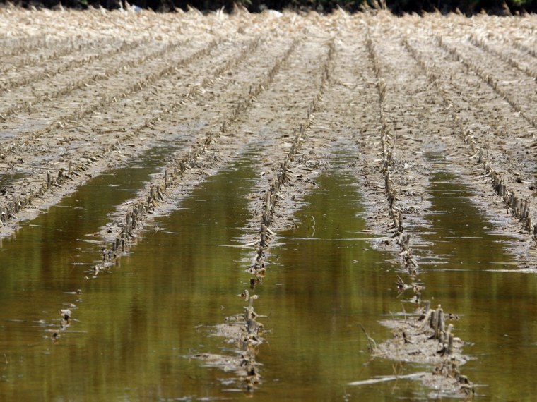 Image: Floodwater destroyed corn