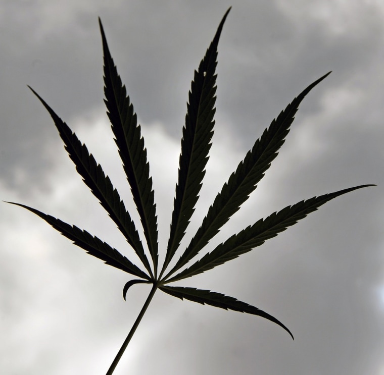 Image: Marijuana plant