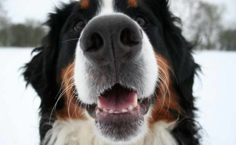 Dogs can learn to recognize smiles, even on the faces of strangers, a new study finds.