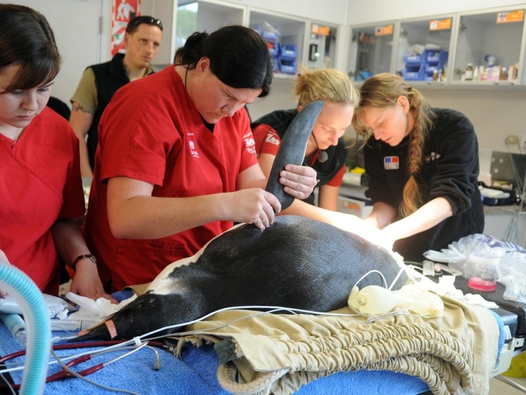 Image: An Emperor penguin which came ashore at Pekapeka beach is treated by vet staff at a zoo in Wellington, New Zealand