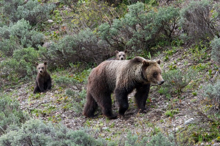 Image: Grizzly bear No. 610 walking through sagebrush in Grand Teton National Park, Wyo., while her two cubs look on