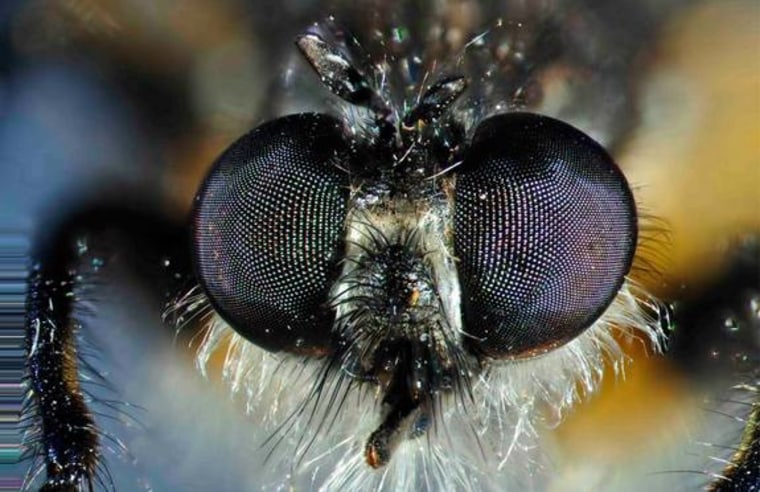 Modern insects, like this robber fly, sport compound eyes with hundreds or even thousands of individual lenses, so that they see the world in pixels; more lenses mean more pixels and better visual resolution.