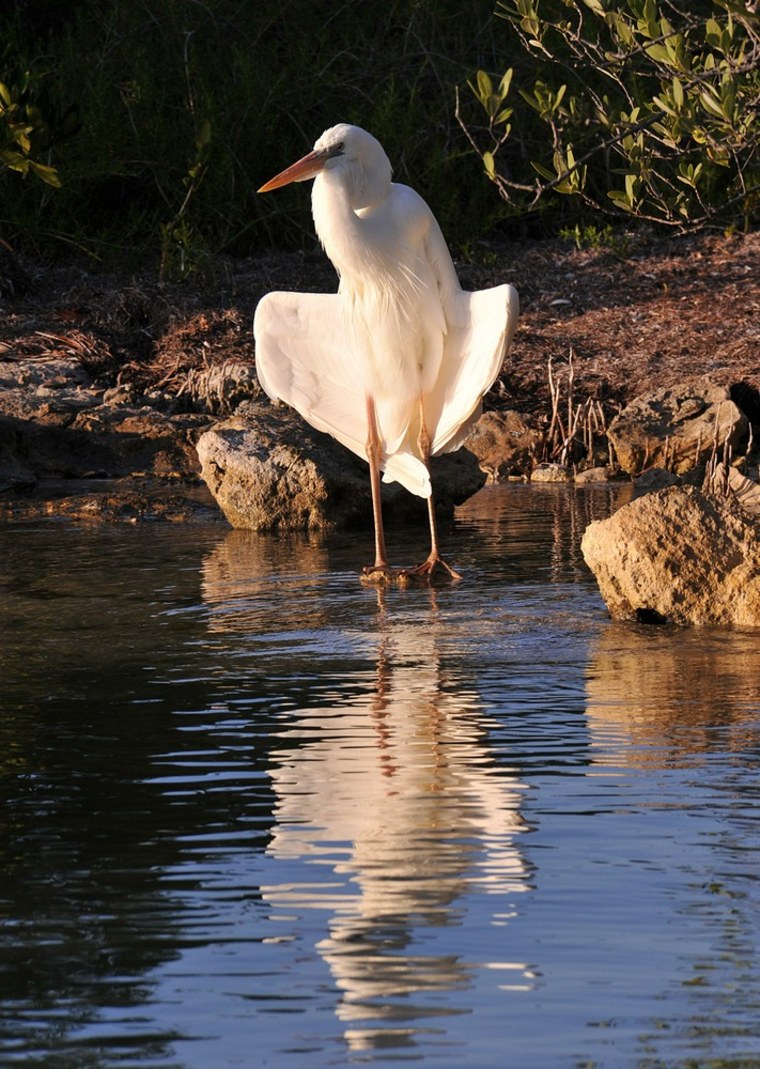 Image: An Ibis stands at the edge of the water