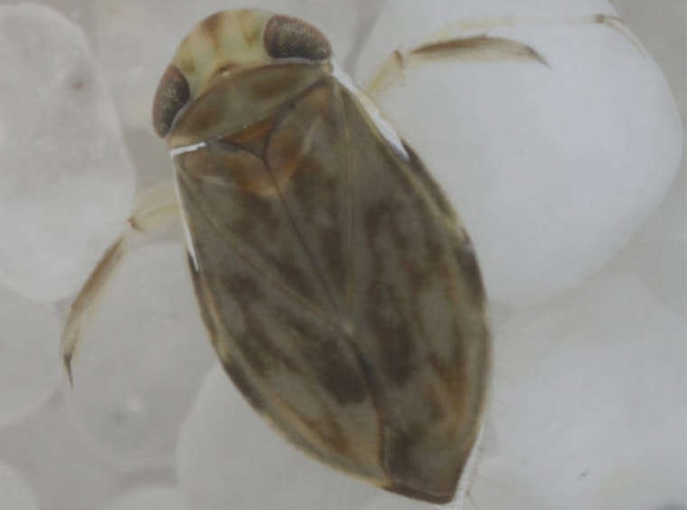 The water boatman (Micronecta scholtzi), above, is only 0.8 inches  long but is the loudest animal ever to be recorded, relative to its body size, outperforming all marine and terrestrial species.