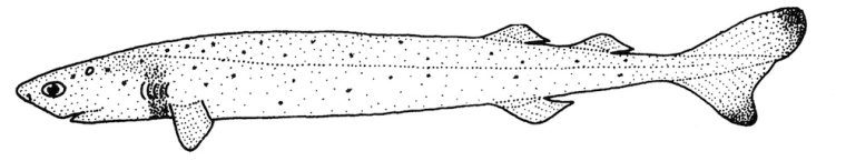 A drawing of Isistius brasiliensis, better known as the cookie-cutter shark.