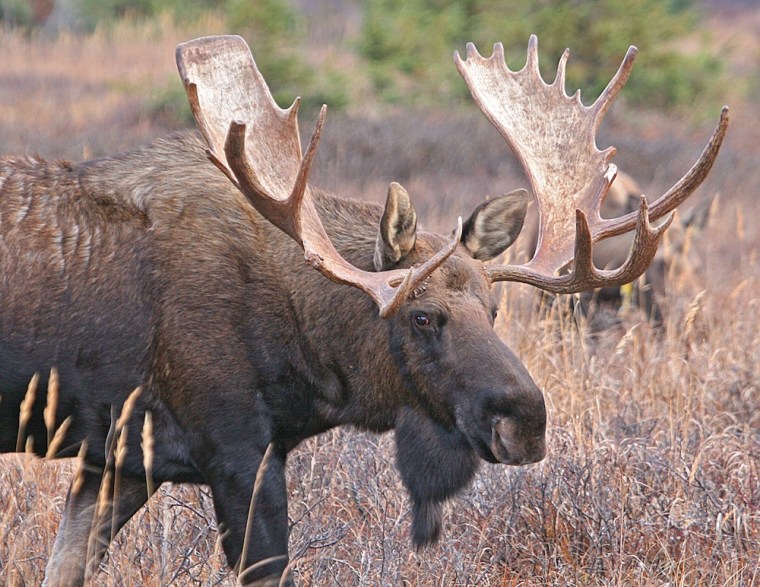 The antlers of moose are similar to those of deer. This photo was taken in Chugach State Park, Alaska. 