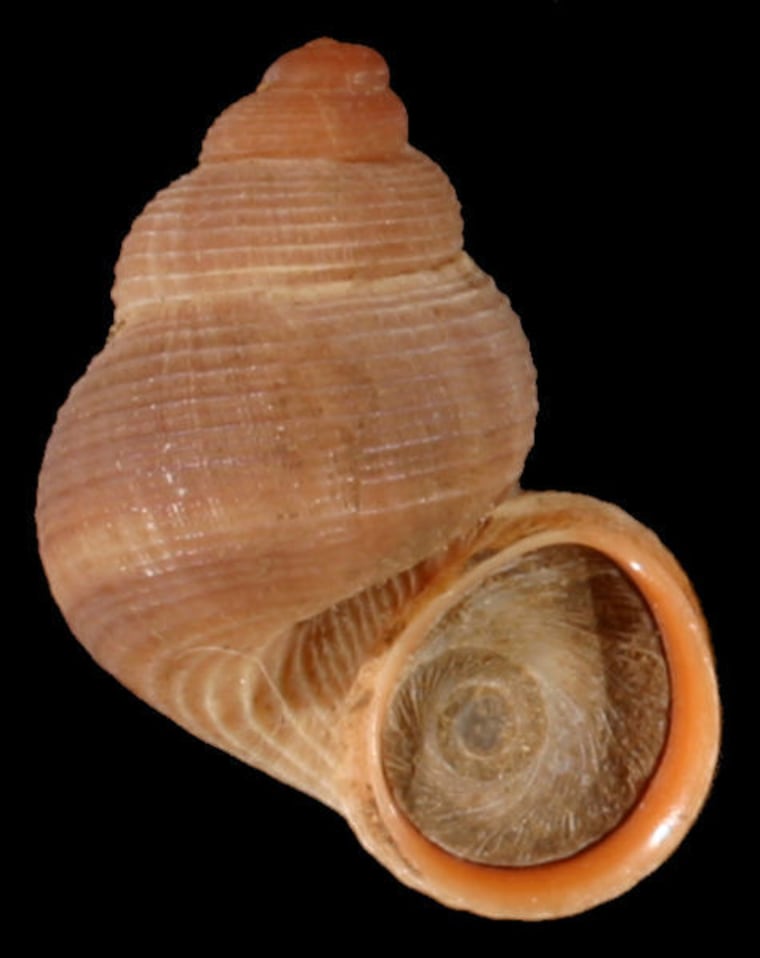 The shell of the snail Tudorella sulcata.