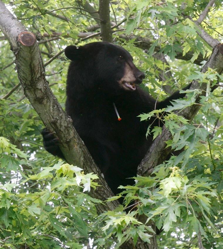 Image: A male bear is hit with tranquilizer shot atop a tree by New Jersey Wildlife officials in East Brunswick, New Jersey