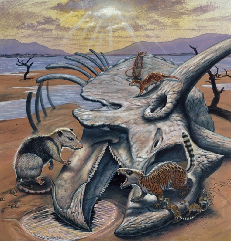 Image: Triceratops and mammals