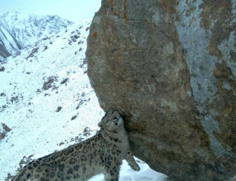 Even big cats like a good scratch: A snow leopard in remote northeast Afghanistan.