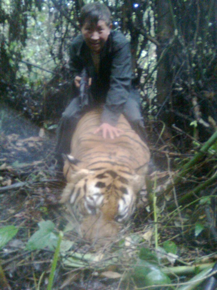 Image: Poacher sits atop dead tiger