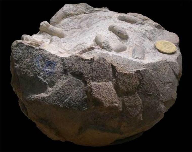 A side view of the fossilized titanosaur egg reveals the sausage-shaped structures that are likely preserved wasp cocoons.