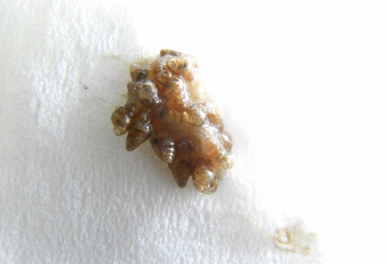Snails can be found in bird droppings. Many survive and propogate.