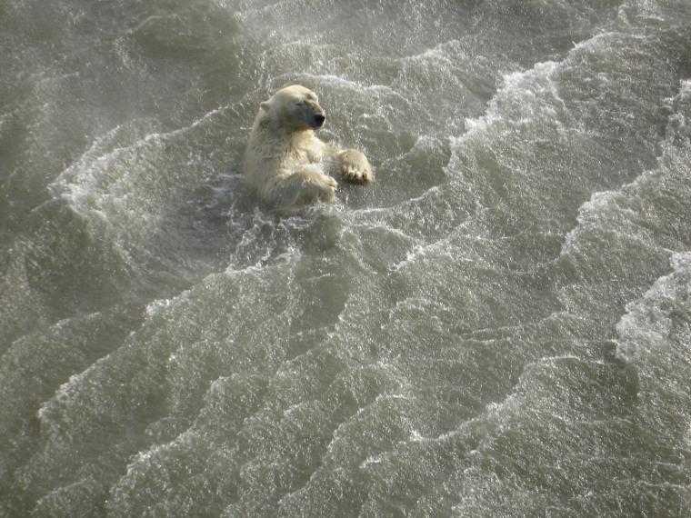Polar bears like this one are having to spend more time in the Arctic water due to less summer sea ice.