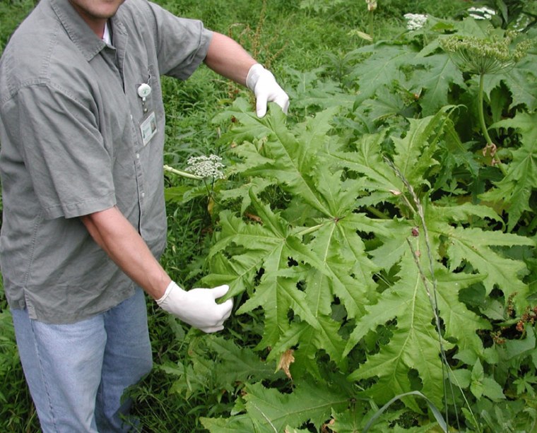 Now that the giant hogweed's flowering season is here again, experts are taking the opportunity to draw people's attention to the plant — for the sake of human health as well as for the health of the environment. 