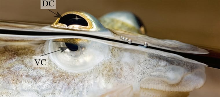 An Anableps' eye at the water surface. The fish actually has only two eyes, and the four-eyed name "derives from the fact that it divides each pupil into two, one above the water and one below," researcher Gregory Owens explained.