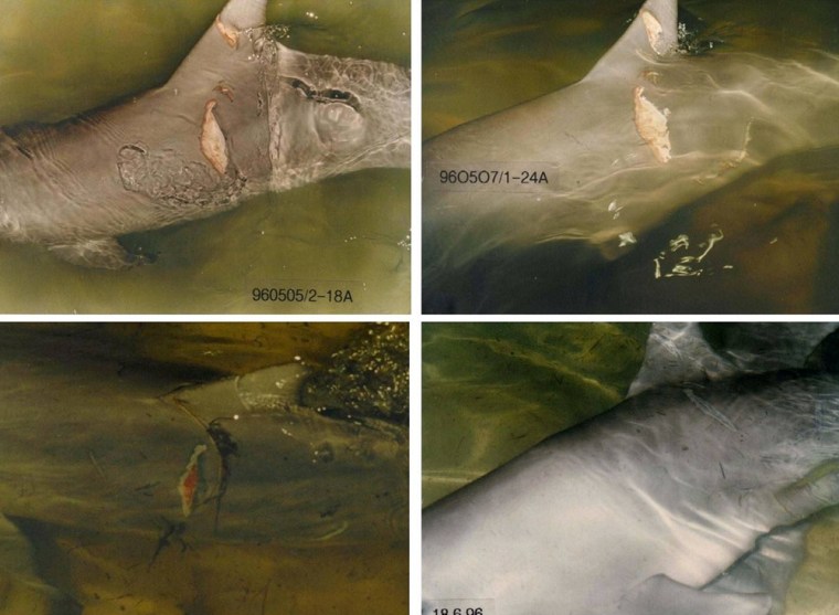 Healing secrets of shark skin may lead to medical breakthroughs •