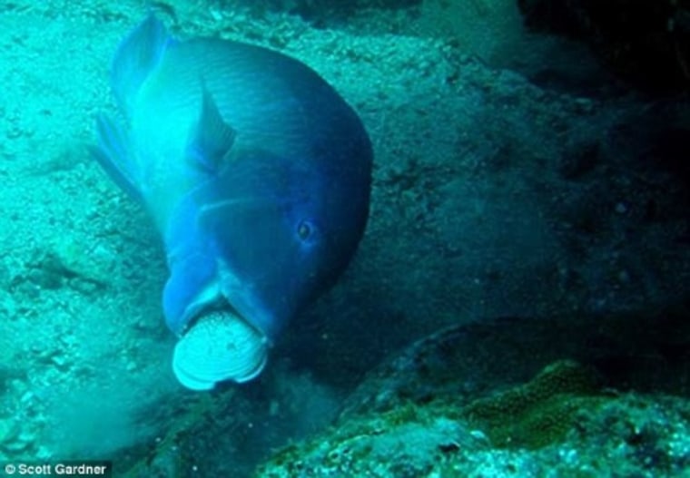 A green wrasse uses a rock as an anvil in order to crack open a cockle.