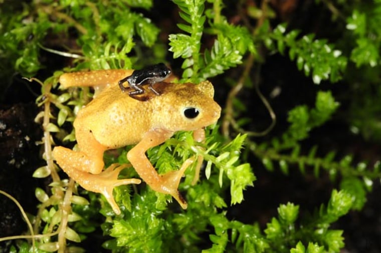 The Kihansi spray toad, an extremely rare species, belongs to a unique group of amphibians that give birth to live young instead of laying eggs. After delivering their babies, the toads carry their young on their backs.
