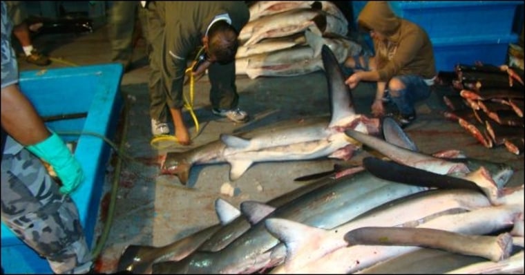 Image: Dead sharks from fishing vessel