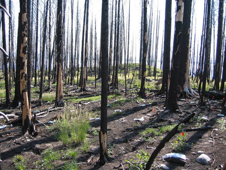 Image: Burned trees in Yellowstone