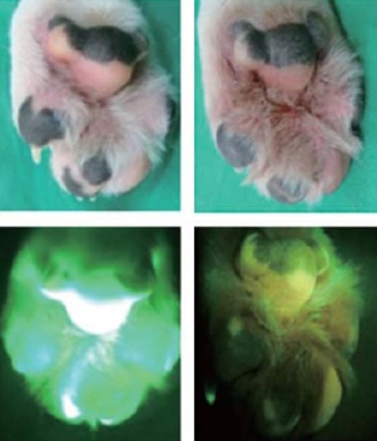 Image: Glow-in-the-dark paw