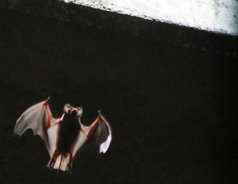 1.5 million bats in Texas city left hungrier by drought